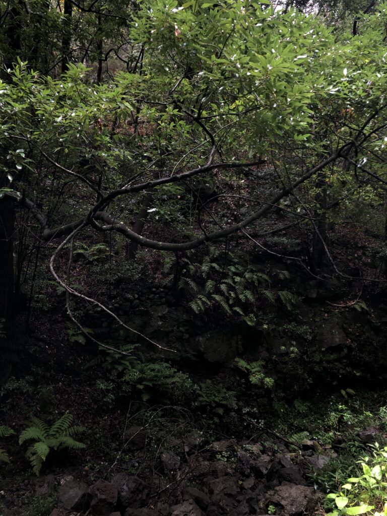 Bosque de los tilos
