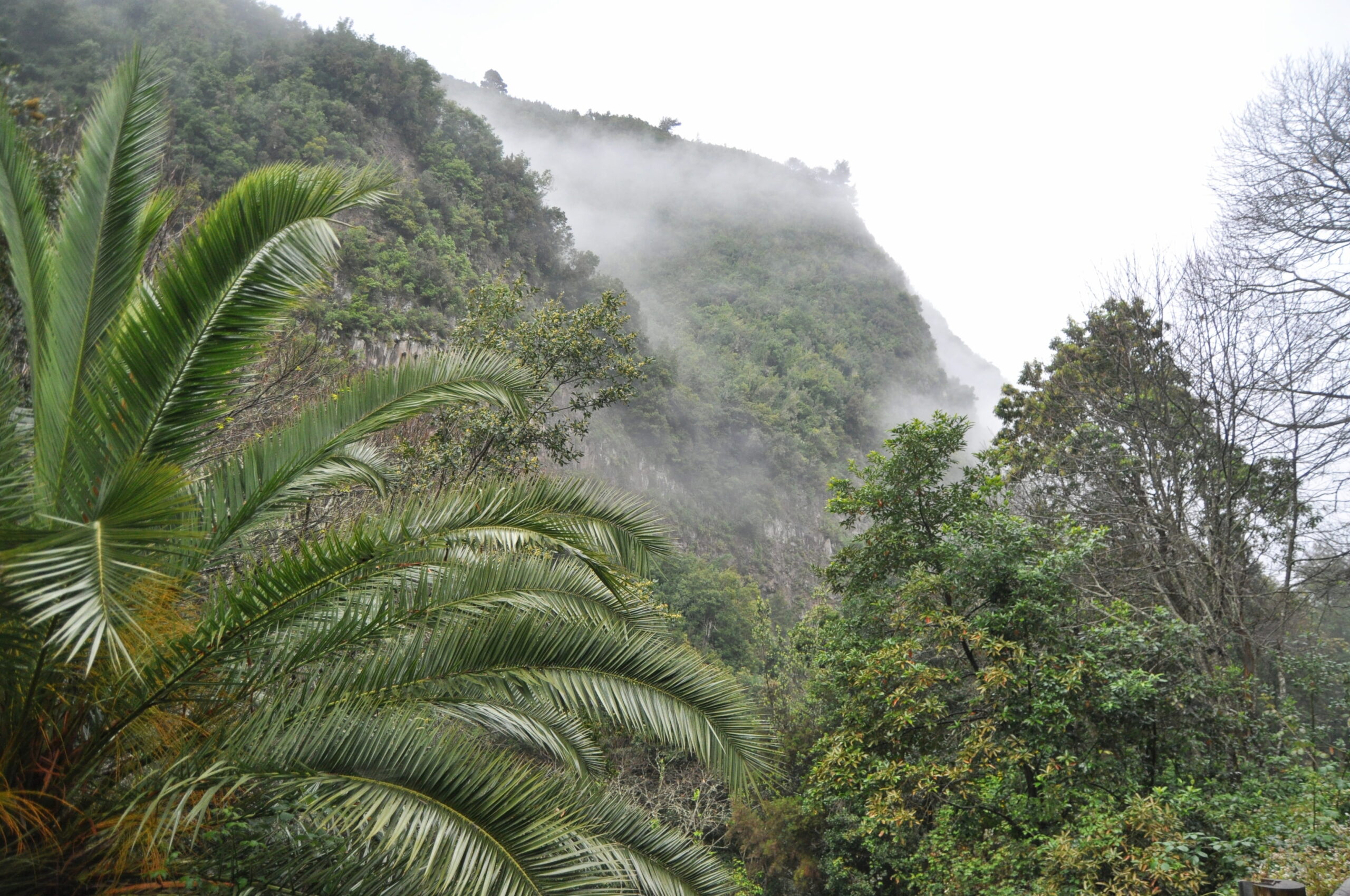La Palma - parque de Los Tilos