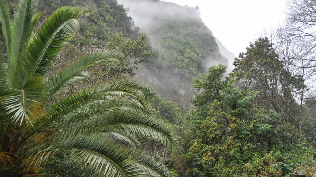 La Palma - parque de Los Tilos