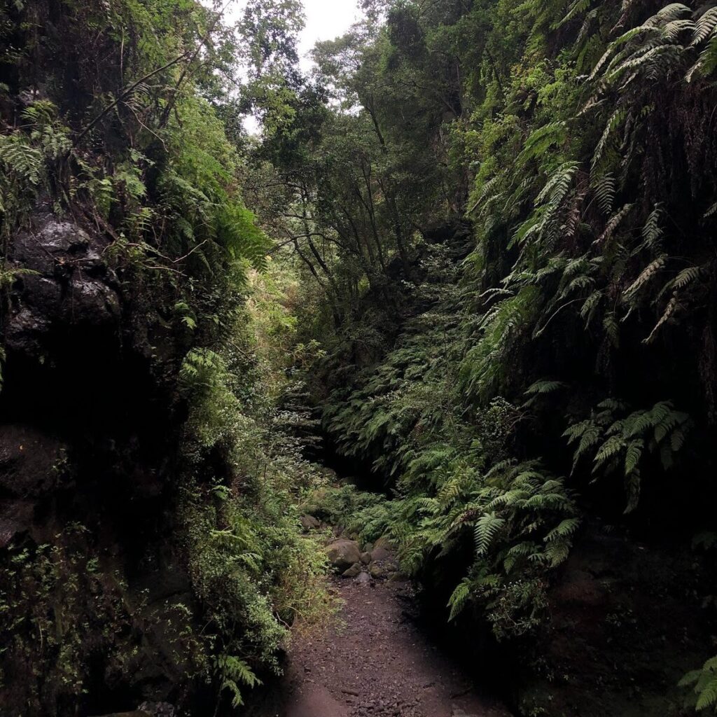Forêt subtropicale à La Palma