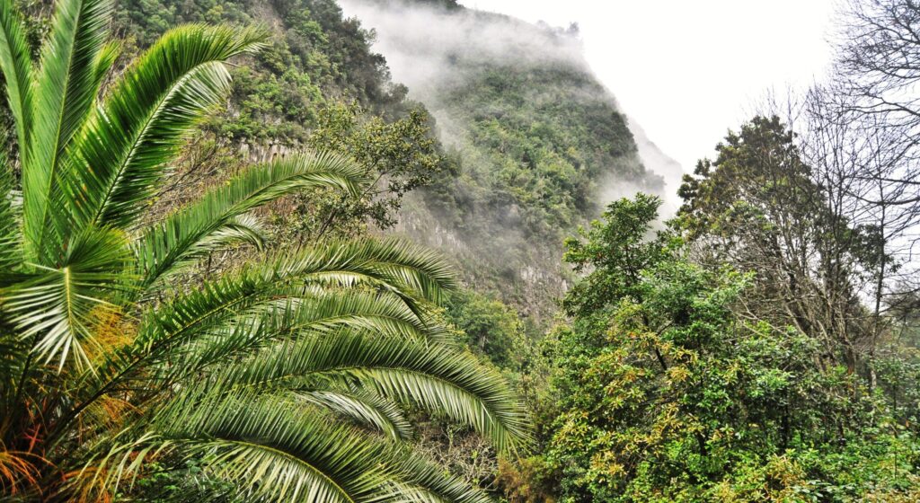 Photo de Los tilos a La Palma